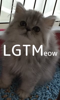 lgtm-cat-image